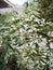 Close-up Euphorbia leucocephala Lotsy White Christmas, Pascuita, white-lace Lotsyd euphorbia. Vertical photo