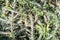Close up of euphorbia mainiana bush spikey plant
