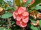 Close up Euphorbia milii crown of thorns, Christ plant, Christ thorn, Corona de Cristo, coroa de cristo with natural background.