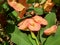 Close up Euphorbia milii crown of thorns, Christ plant, Christ thorn, Corona de Cristo, coroa de cristo with natural background.