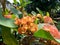 Close up Euphorbia milii crown of thorns, Christ plant, Christ thorn, Corona de Cristo, coroa de cristo with natural background.