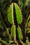 Close-up of Euphorbia rowlandii, the Levuvhu euphorbia