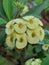 close up, Euphorbia white flowers