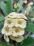 close up Euphorbia white flowers