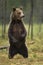 Close up of Eurasian brown bear standing on hind legs