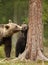 Close up of an Eurasian brown bear watching her playful cub trying to climb a tree