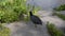 Close Up Of An Eurasian Coot Having An Itch