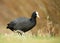 Close up of Eurasian Coot walking in the grass