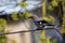 Close up of an Eurasian Jay sitting on electricity line.