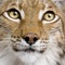 Close-up of Eurasian Lynx, 5 years old,