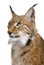 Close-up of Eurasian Lynx, Lynx lynx, 5 years old