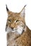 Close-up of a Eurasian Lynx\'s head