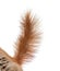 Close-up of a Eurasian red squirrel tail, sciurus vulgaris