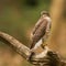 Close-up Eurasian sparrowhawk