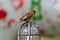 Close up Eurasian Tree Sparrow Standing on Bollard Light Isolated on Background