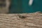 A close up of European Cicada on a  trunk of tree, blurred background. Lyristes plebejus Common Cicada, resting on the tree bark