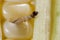 Close up of a European corn borer larva chewing his way through an ear of corn