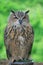 A close-up of European Eagle Owl