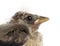 Close up of an European Goldfinch chick, Carduelis carduelis