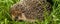 Close up of European hedgehog