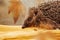 Close-up of a European hedgehog in colourful yellow and orange Autumn leaves. Horizontal. Space for copy.