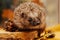 Close-up of a European hedgehog in colourful yellow and orange Autumn leaves. Horizontal. Space for copy.