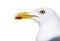 Close-up on European Herring Gull head, Larus argentatus