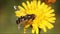 A close-up of a European Hoverfly, Syrphidae feeding on a vibrant yellow flower