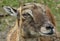 Close-up of a European mouflon head witha short coat of fur