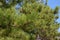 Close up of European `Pinus ponderosa`  western yellow pine tree