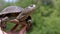 Close up, European Pond Turtle in Hands on a Blurred Green Background of Nature