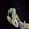 Close-up of a European praying Mantis Mantis religiosa