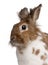 Close-up of a European Rabbit, Oryctolagus cuniculus