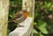 A Close Up of a European Robin