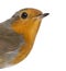 Close-up on a European Robin - Erithacus rubecula