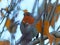 Close up of a european robin perched in a tree with bright autumn leaves and a blurred background