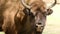 Close up of European wood bison or Wisent eyes, looking around - Bison Bonasus