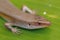 close up of Eutropis multifasciata balinensis, Bali Skink outdoor, wildlife