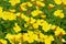 Close up of evening-primrose Oenothera Biennis
