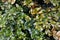 Close-up of evergreen bush boxwood in the garden. Boxwood wall in natural conditions