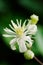 Close up of Evergreen Clematis (Clematis vitalba) flower