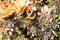 Close up of evergreen houseleek sempervivum blossoms
