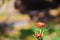 Close-up of Everlasting flowers or Straw flowers on bokeh background