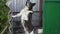 Close-up, the evil black and white dog barks and looks into the camera standing on its hind legs and leans against the