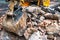 Close-up of excavator bucket loading rocks, stones, earth