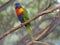 Close up exotic colorful red blue green parrot Agapornis lorikee