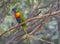 Close up exotic colorful red blue green parrot Agapornis rainboW