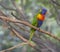 Close up exotic colorful red blue green parrot Agapornis rainboW
