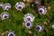 Close up of exotic daisy flowers on flowerbed