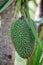 Close-up of exotic Durian fruit growing on tree in Guinea, West Africa